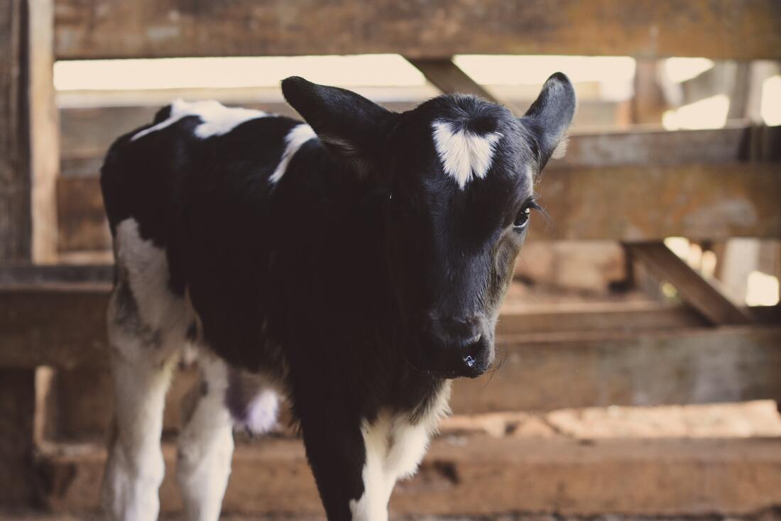 The advantages of animal feed extrusion technology