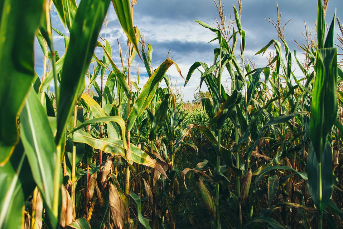 The nutritional benefits of extruded food