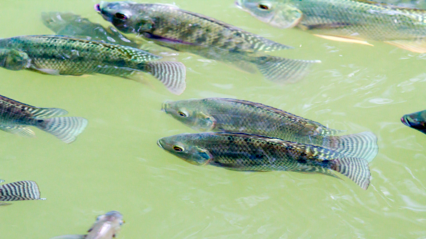 Nutritional requirements of Tilapia and African Catfish feeds