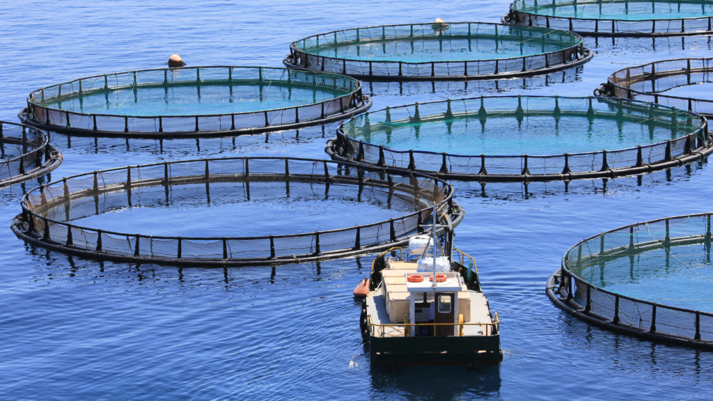Fish feed types: Floating, slow-sinking, sinking and specialised aqua feeds