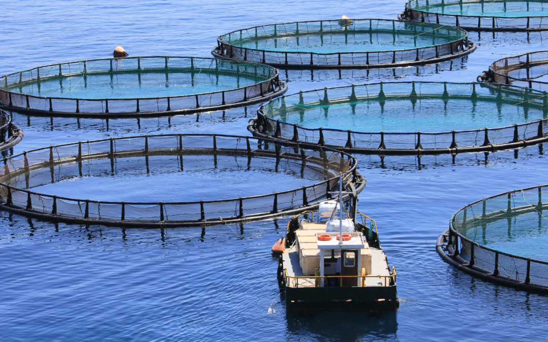 Fish feed types: Floating, slow-sinking, sinking and specialised aqua feeds
