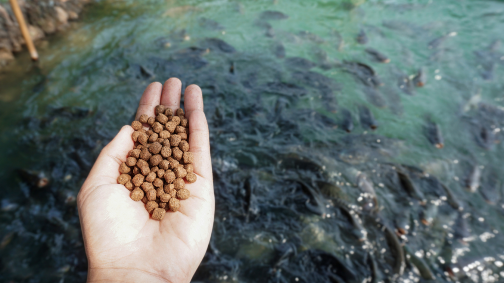 When should large fish farmers produce their own feed?