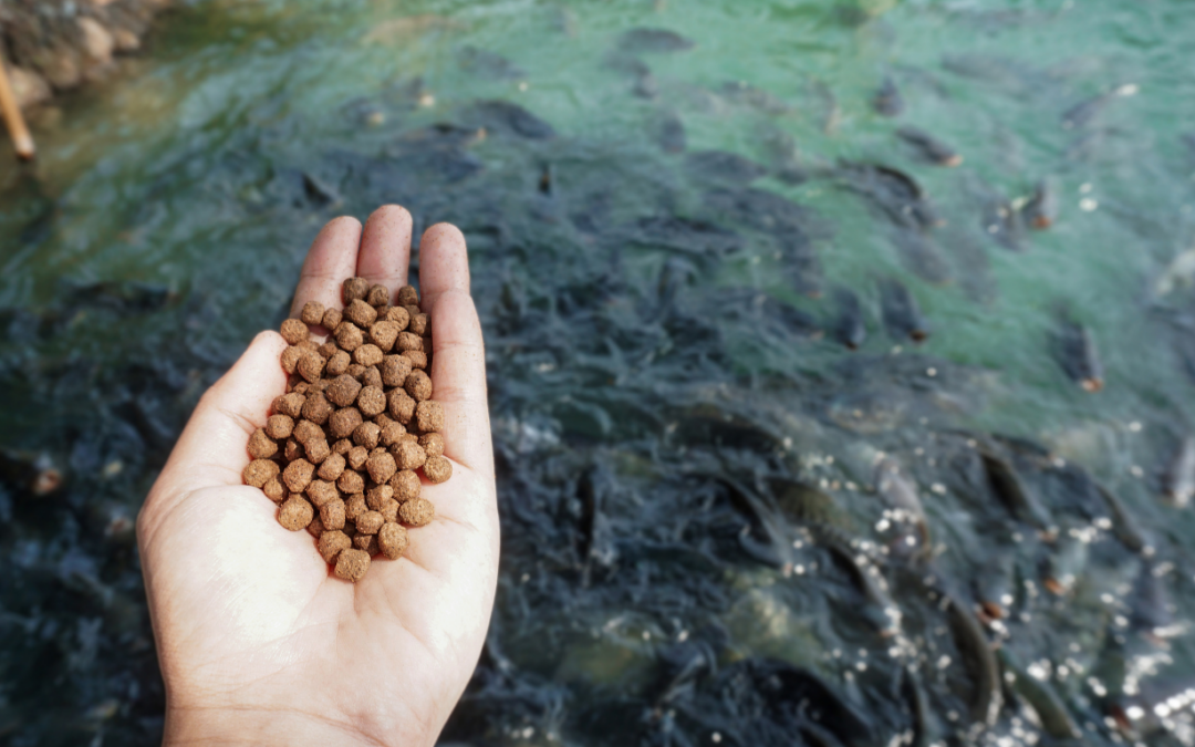 When should large fish farmers produce their own feed?